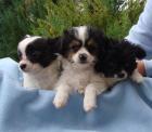 Niedliche Mini-Mix-Welpen Papillon x Malteser