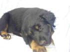 Biete typvolle Rottweilermischlinge