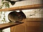 Chinchilla-Dame Alter 18 Monate ab 01/08