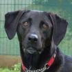 MISTY - Mix - 5 Jahre - Tierhilfe-Franken e. V.