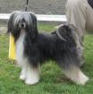 Chinese Crested - Deckrüde 28 cm Gross 2xCAC BOB