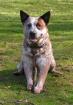 Australian Cattle Dog Notfall
