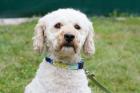 PHILO PU - Lagotto Romagnolo-Pudel-Mix - 5 Jahre - Tierhilfe-Franken e. V.