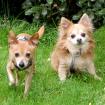 BROWN CHARLY UND BROWN Rocky - Rattler Mix - Chihuahua - 11 Jahre - Tierhilfe-Fr