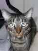Notfall-Tigerkater Marlon gibt sich auf