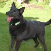 EMILIO - verschmuster Mischling - 9 Jahre - Tierhilfe-Franken e. V.