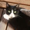 Katzensitter kurzfristig für eine Woche gesucht