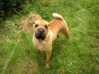 Faltenhunde-der Shar Pei Forum