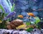 Kleine orange und blaue Barsche