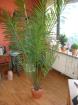 Dekorative naturgetreue Areca-Kunstpalme im Teracotta-Übertopf 190 cm zu verka