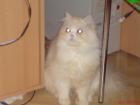 Perserkater 6 Monate sucht liebevollen Dosenöffner.