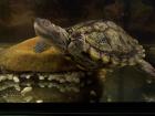 Tausche oder verkaufe Höckerschildkröte