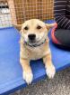Anzu - Shiba Inu - Mix - schüchtern lieb