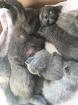 Russisch Blau BKH Kitten