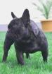 Französische Bulldoggenwelpen in liebevolle Hände abzugeben