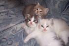 Verkaufe 3 Schöne Persermix Kitten