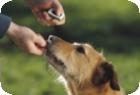 23. 07. 2022 19 00 Themenabend Clickertraining in Waldkirch