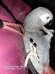Graupapagei 0. 1 henne gesucht