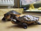 2 Rotwangen Schmuckschildkröten mit Aquarium Zubehör
