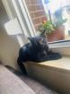 Katze verkaufen heißt bagera sucht ein neues wohnung