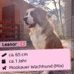 Leanor w 1 Jahr 65 cm Slowakei