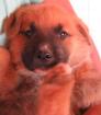 Teddy - wenn der Name Programm ist