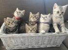 BKH-Silver/Golden Tabby Kitten VOX-Stars Tierbabys - Süss und Wild suchen ne