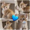 Maine Coon Kitten Katzenbaby Katze Kater red-silver-tabby rot getigert Halle Saa