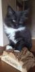 Maine Coon Mix