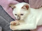 Siam Katze 3 Monate alt
