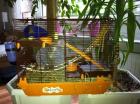 Süßer Hamster mit Zubehör zu verkaufen.