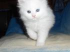 Katerchen 8 Wo jung sucht ein liebevolles Zuhause