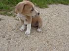 American Stafford weiblich 8 Wochen