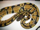 Python regius 1. 0 Vanilla von 10. 2022