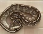 Königsphyton Butter Pastel het. Pied