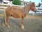 Lieber Hengst sucht neues Zuhause