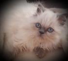 Perser Kitten Kater Colourpoint blaue Augen
