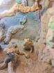 Bartagame mit Terrarium