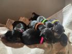 Reinrassige Zwergpinscher Welpen