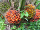 Zu verkaufen rohes und raffiniertes Palmöl Sonnenblumenöl