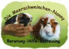 Meerschweinchen-Nanny private Notstation Meerschweinchen-Hilfe