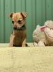 DER GOLDIGE KLEINE ANSHU 2 MONATE MISCHLING SUCHT EIN LIEBEVOLLES ZUHAUSE