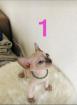 Sphynx Katzenbabys