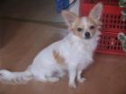 CHIHUAHUA DECKRÜDE
