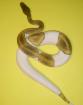 1. 1 Königspythons mojave piebald und mojave YB het Piebald