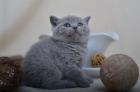 5 BKH Kater u. 1 BLH Kater in den Farben Blau u. Creme suchen zuverlässiges Kus