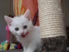 SCHNEEWEIßER Kater schwarz-silberne Mieze 10 Wochen alt suchen ein Zuhause