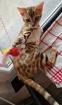 Wunderschöne Bengal Katze sucht ein liebevolles zu Hause