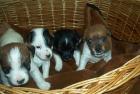 Jack Russell Welpen-Rauhaar und niederläufig-
