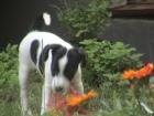 3 wunderschöne Jack Russel Welpen zu vergeben